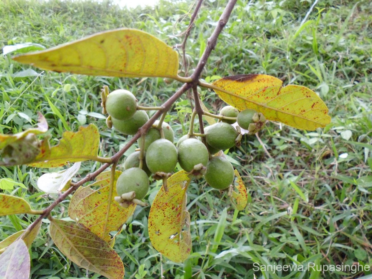 Psidium guineense Sw.